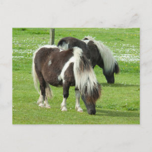 Pureborn Shetland Paint Ponies Vykort