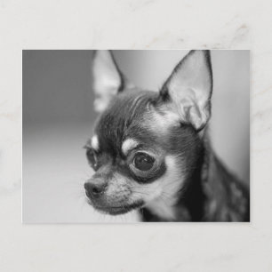 PurebredChiwawa valp Vykort