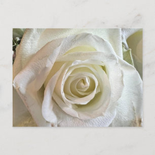 Purity Vit ros vykort