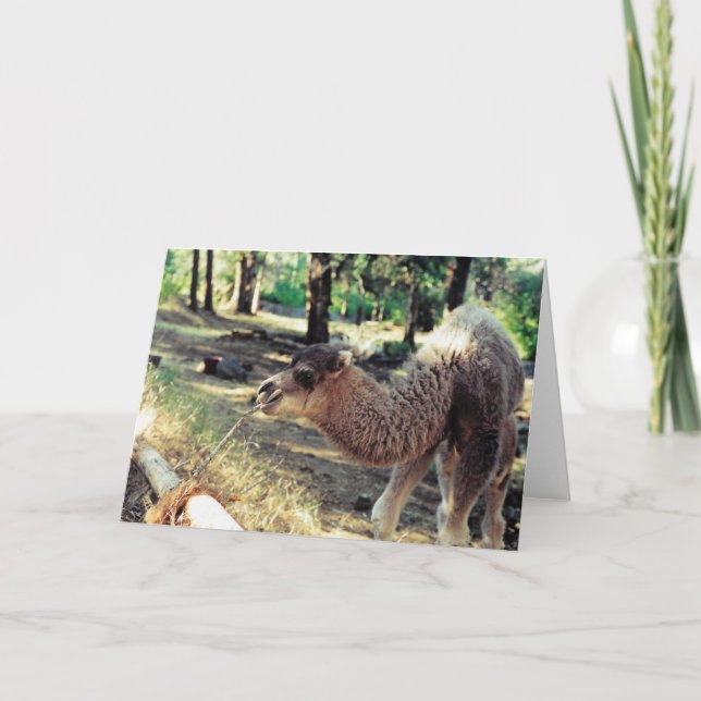 Purnimama Kort (Framsida)