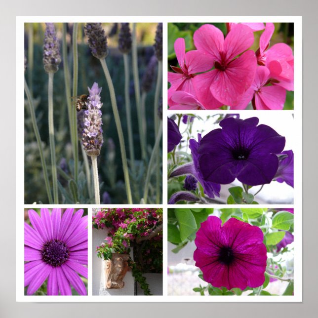 Purple and Pink Flowers Poster (Framsidan)