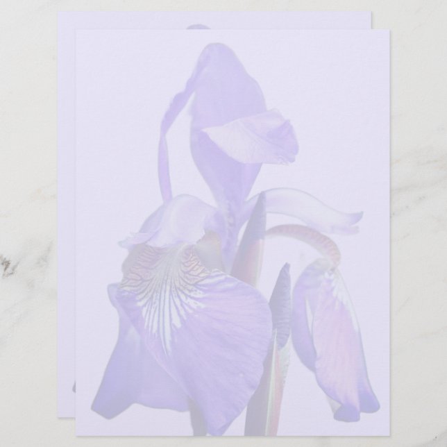 Purple Blue Flag Iris Flower  Brevhuvud (Fram/baksida)