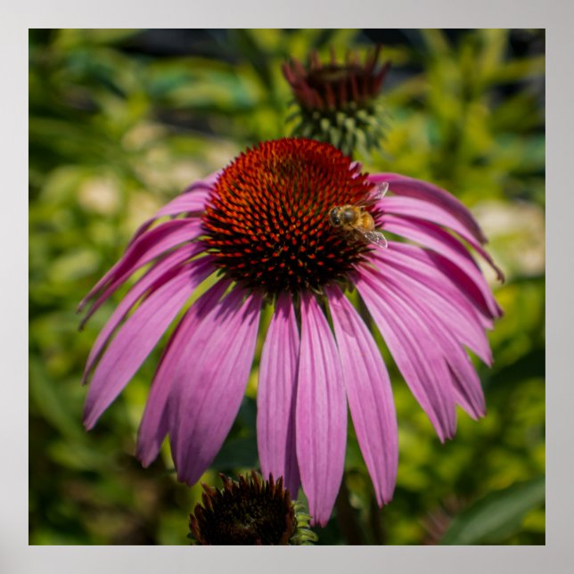 Purple Coneflower Poster (Framsidan)