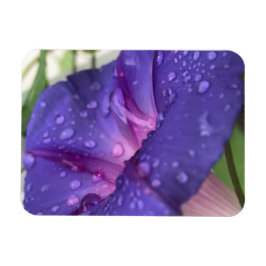 Purple Dewdrop Morning Glory Magnet