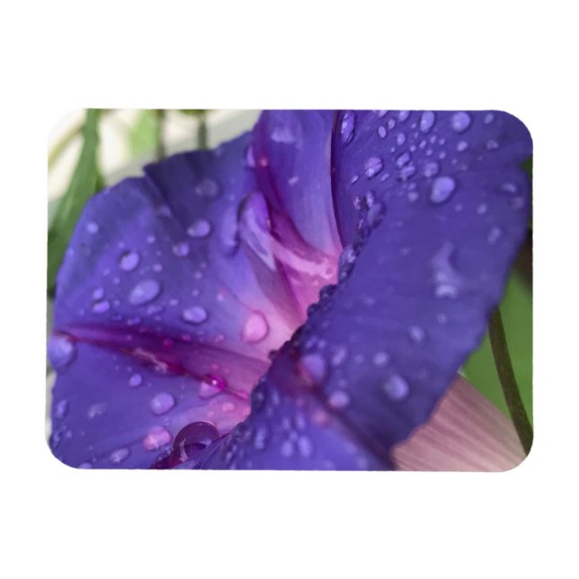 Purple Dewdrop Morning Glory Magnet (Horisontell)