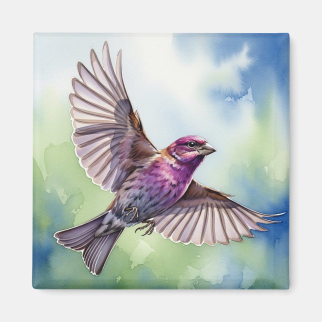 Purple Finch in flight Magnet (Framsidan)