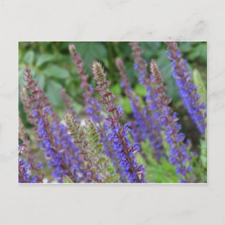 Purple flowers postcard vykort