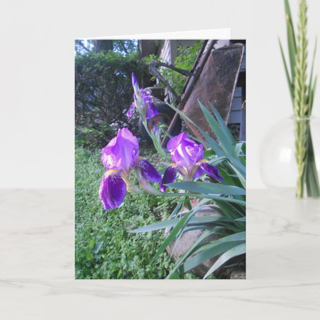 "Purple Iris's" påskkort Kort (Framsida)