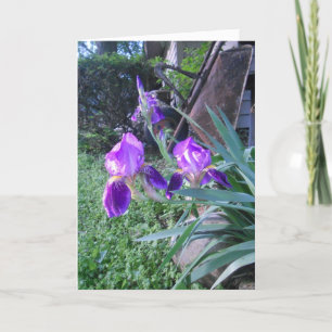 "Purple Iris's" påskkort Kort