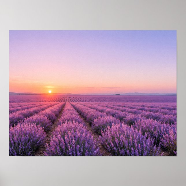 Purple Lavender Fields Poster - Provence France (Framsidan)