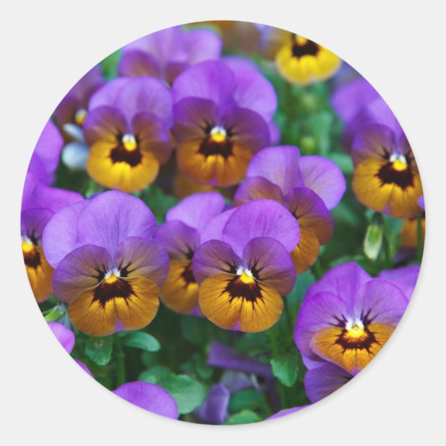Purple Pansies Runt Klistermärke (Framsida)