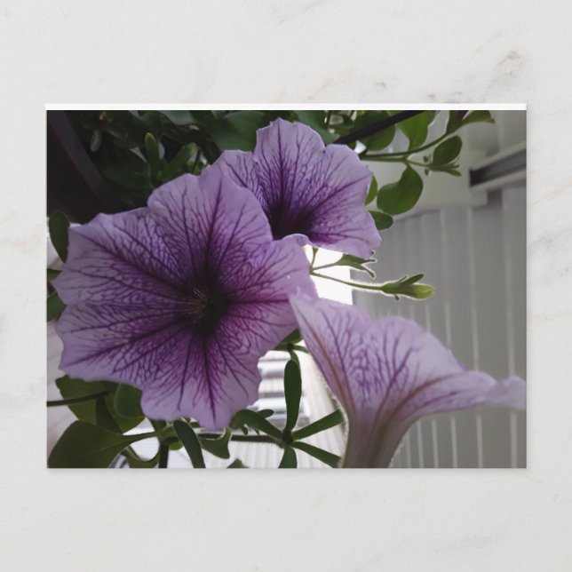 purple petunias post card vykort (Framsida)