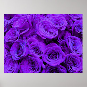 Purple Rose, vibrant purple blue flowers Poster