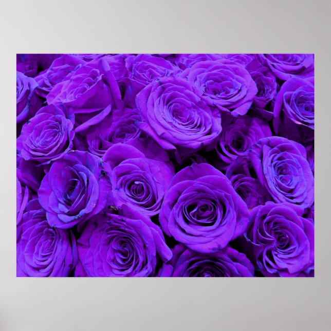 Purple Rose, vibrant purple blue flowers Poster (Framsidan)