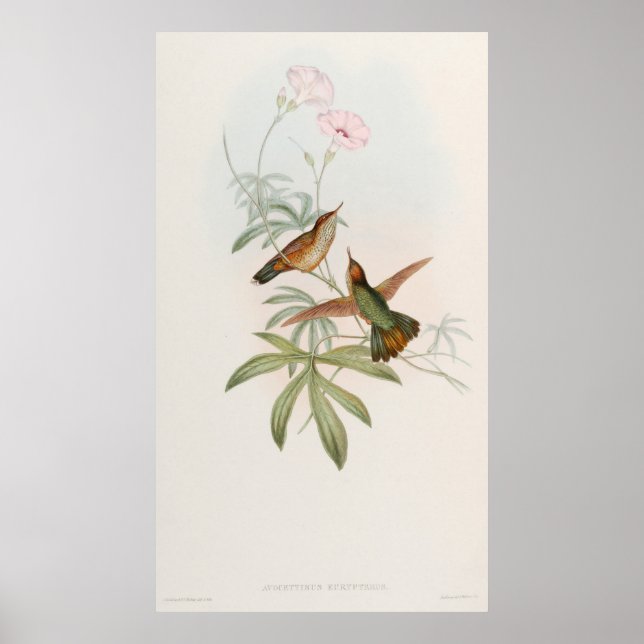 Purple-tailed Avocet Hummingbird by John Gould Poster (Framsidan)