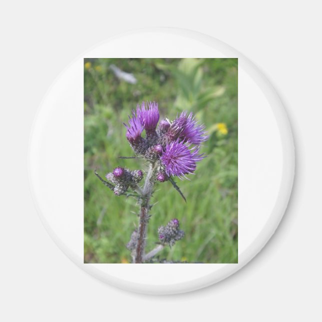 purple thistle magnet (Framsidan)