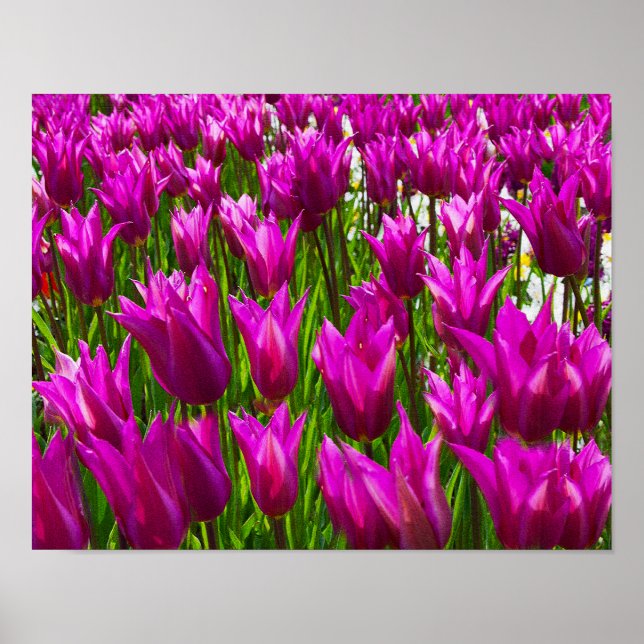 Purple Tulips Keukenhof Holland Small Poster (Framsidan)