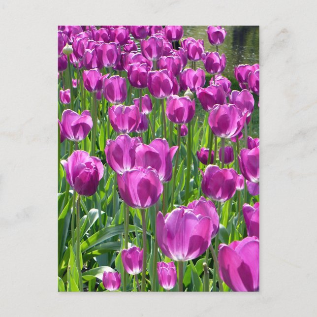 Purple Tulips Vykort (Framsida)