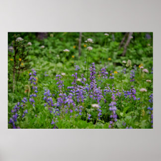 Purple Wildflower Poster