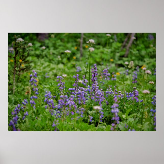 Purple Wildflower Poster (Framsidan)