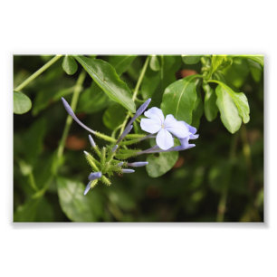 Purpled blomma fototryck