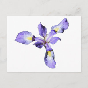 Purpur Iris Vykort