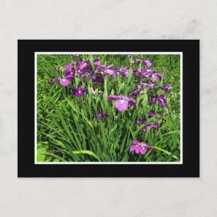 Purpur Iris Vykort