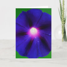 Purpur Morgonståndsblomma