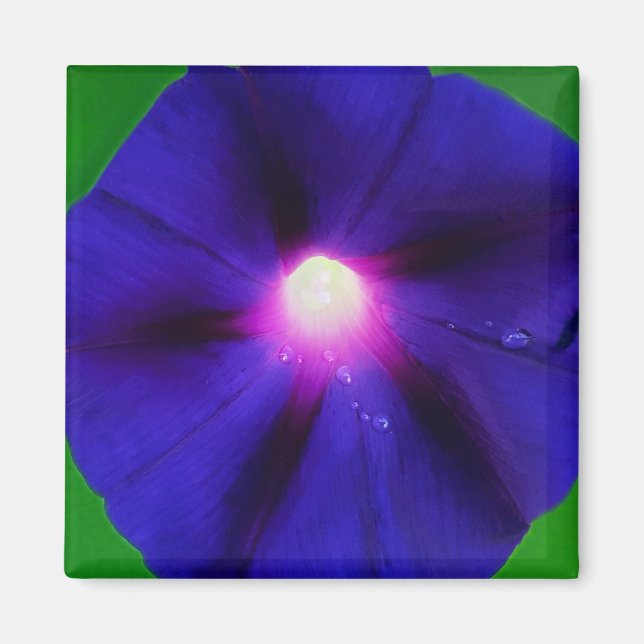 Purpur Morgonståndsblomma  Magnet (Framsidan)