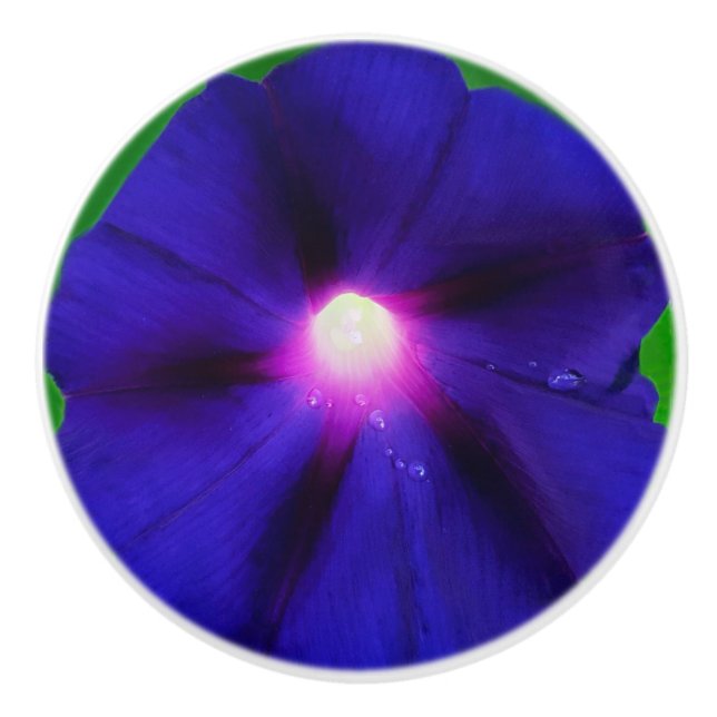Purpurblomma för ängslilja knopp (Framsidan)