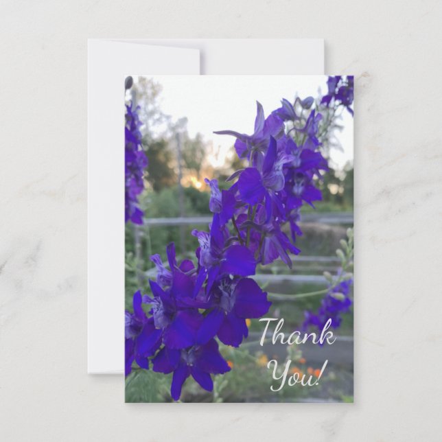 Purpurblomma vid solnedgång tack kort (Framsida)