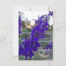 Purpurblomma vid solnedgång