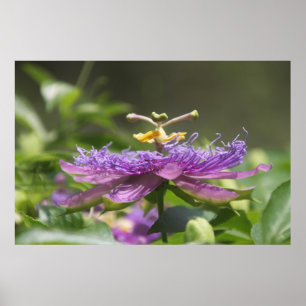Purpurfärgad affisch för passionblommanatur