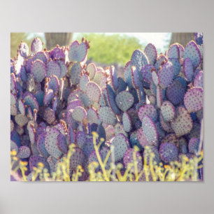 Purpurfärgad affisch för Prickly Pears