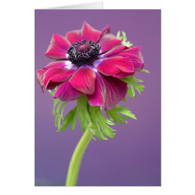 purpurfärgad anenome hälsningskort (Framsidan)