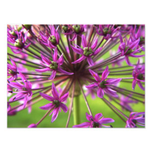 Purpurfärgad blomsterfotografi fototryck