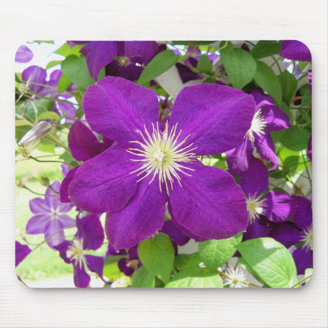 Purpurfärgad Clematis Musmatta (Framsidan)