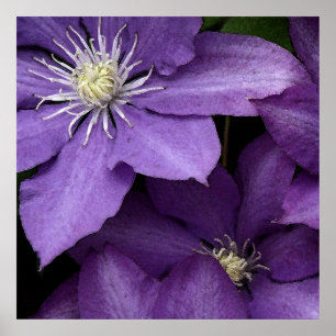 Purpurfärgad Clematis Poster