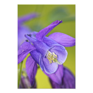Purpurfärgad Columbine för singel blomma Fototryck
