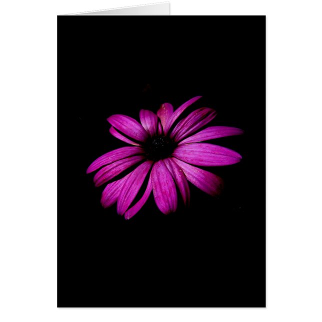 Purpurfärgad daisy hälsningskort (Framsidan)