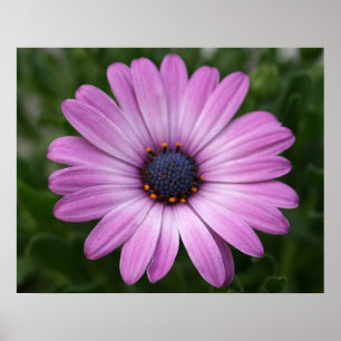 Purpurfärgad daisy poster