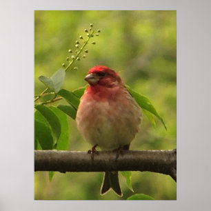 Purpurfärgad Finch Poster