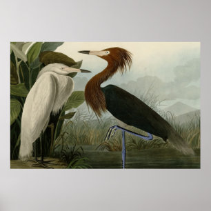 Purpurfärgad Heron Poster