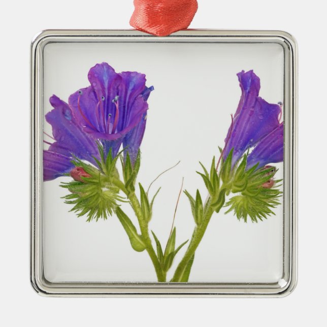 Purpurfärgad huggormbugloss (echiumplantagineumen) julgransprydnad metall (Framsidan)