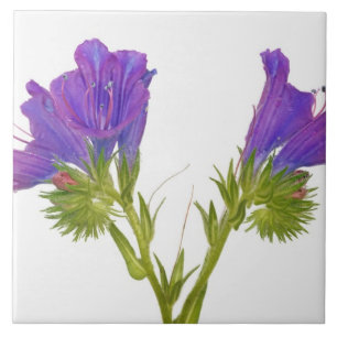 Purpurfärgad huggormbugloss (echiumplantagineumen kakelplatta