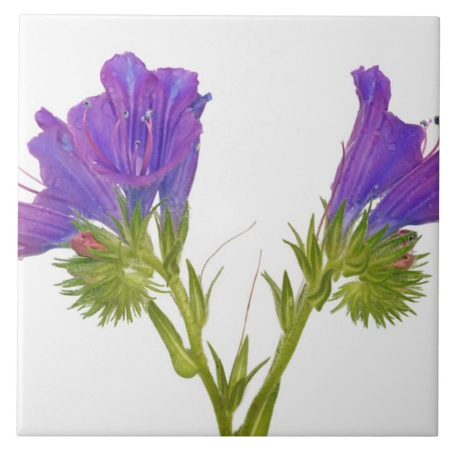 Purpurfärgad huggormbugloss (echiumplantagineumen) kakelplatta (Framsidan)