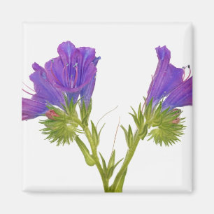 Purpurfärgad huggormbugloss (echiumplantagineumen magnet