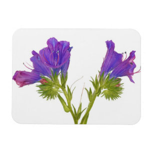 Purpurfärgad huggormbugloss (echiumplantagineumen) magnet
