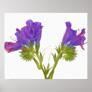 Purpurfärgad huggormbugloss (echiumplantagineumen poster