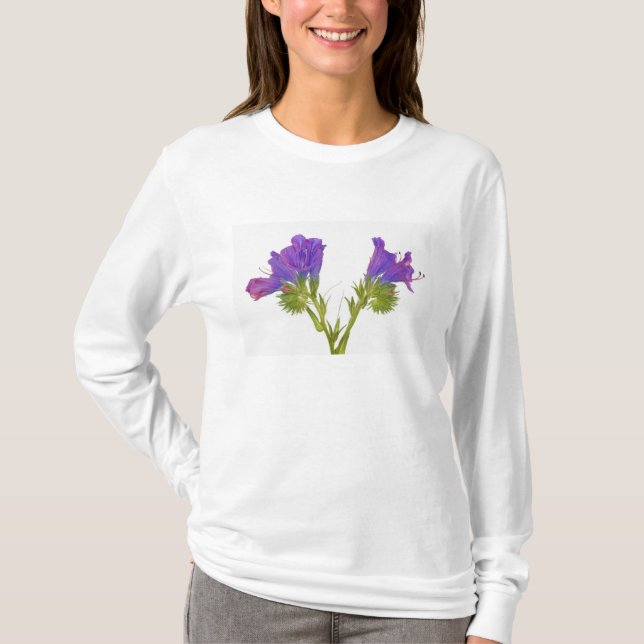 Purpurfärgad huggormbugloss (echiumplantagineumen) tee (Framsida)